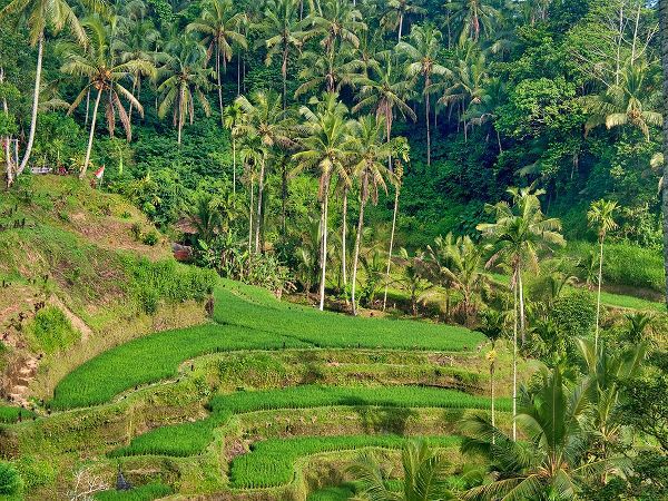 Eggers, Terry 아티스트의 Indonesia-Bali-Ubud-Tegallalang Rice Terraces near Ubud작품입니다.